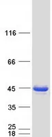 MECR (NM_016011) Human Recombinant Protein - image 1
