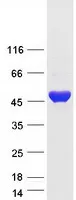 CTBP2 (NM_001329) Human Recombinant Protein - image 1