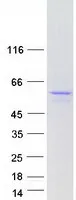 Chk1 (CHEK1) (NM_001114122) Human Recombinant Protein - image 1