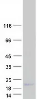 FXYD2 (NM_001127489) Human Recombinant Protein - image 1