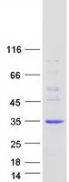 ECSIT (NM_001142465) Human Recombinant Protein - image 1