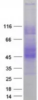LY108 (SLAMF6) (NM_001184715) Human Recombinant Protein - image 1