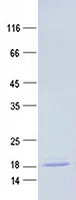 Ddt (NM_010027) Mouse Recombinant Protein - image 1