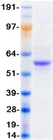 P2X2 (P2RX2) (NM_170682) Human Recombinant Protein - image 1