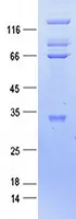 Complement C4A (C4A) (NM_007293) Human Recombinant Protein - image 1