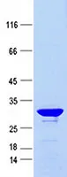 HTRA1 Mutant (R310A, E306A) Human Recombinant Protein - image 1