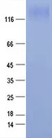 gp140 SIV Recombinant Protein - image 1
