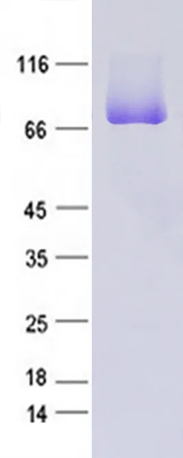 Cd68 (NM_001031638) Rat Recombinant Protein - image 1