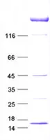 Ki67 (MKI67) (NM_002417) Human Recombinant Protein - image 1