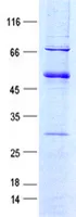 Envelope Recombinant Protein - image 1
