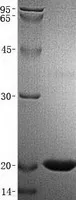 IL1 alpha (IL1A) (NM_000575) Human Recombinant Protein - image 1