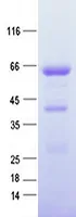 PLBD2 (NM_173542) Human Recombinant Protein - image 1