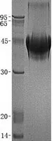 M-CSF (CSF1) (NM_000757) Human Recombinant Protein - image 1