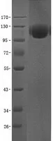 ACE2 (NM_021804) Human Recombinant Protein (Angiotensin Converting Enzyme 2) - image 1