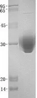 uLBP2 (NM_025217) Human Recombinant Protein - image 1