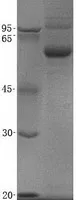 Semaphorin 3c (SEMA3C) (NM_006379) Human Recombinant Protein - image 1