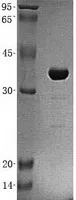 PITPN (PITPNA) (NM_006224) Human Recombinant Protein - image 1