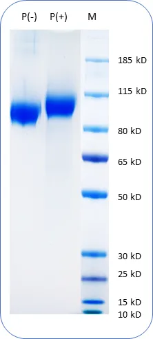 CD22 Human Recombinant Protein - image 1