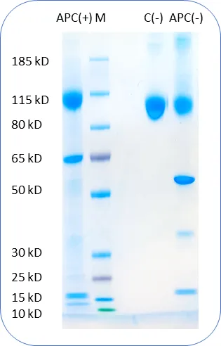 CD22 Human Recombinant Protein - image 1