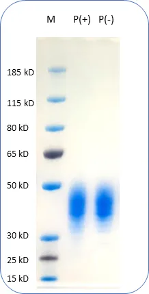 Human Recombinant Protein - image 1