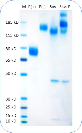 CD19 Human Recombinant Protein - image 1