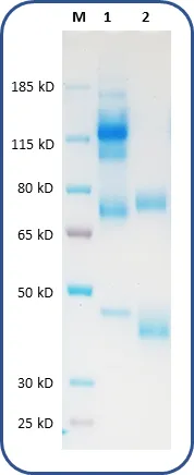 Human Recombinant Protein - image 1