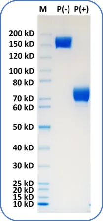 Human Recombinant Protein - image 1