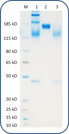 Human Recombinant Protein - image 1
