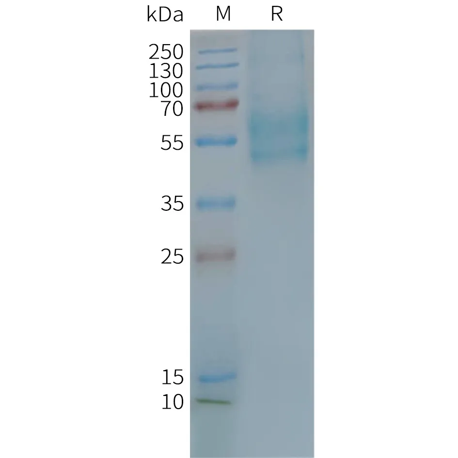 F2RL3 Human Recombinant Protein, Synthetic Nanodisc - image 1