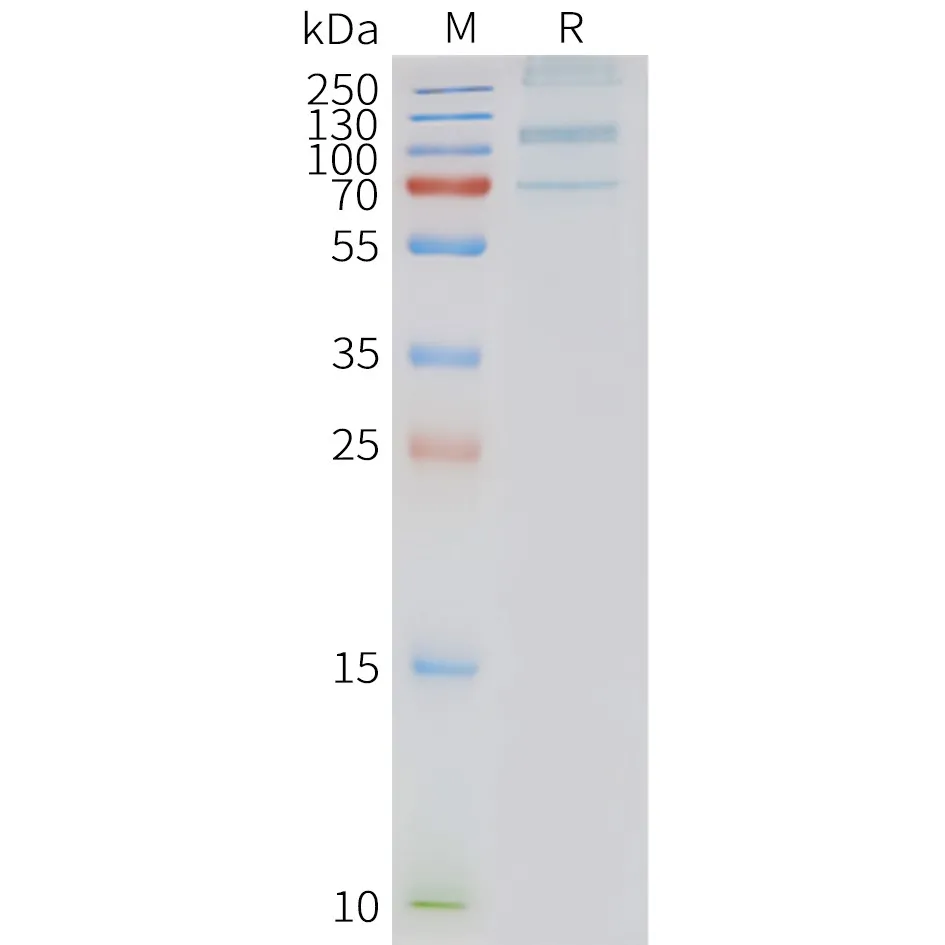 ADGRD1 Human Recombinant Protein, Synthetic Nanodisc - image 1