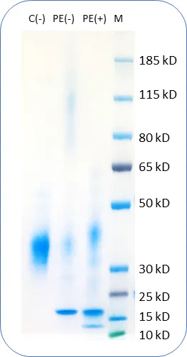 FOLR1 Human Recombinant Protein - image 1