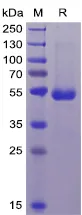 CD70 Human Recombinant Protein - image 1