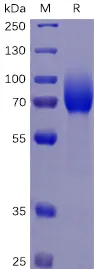 MCSF Receptor (CSF1R) Human Recombinant Protein - image 1