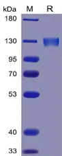 ACE2 Human Recombinant Protein (Angiotensin Converting Enzyme 2) - image 1