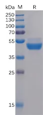 TIGIT Human Recombinant Protein - image 1