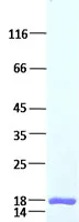 FGF4 (NM_002007) Human Recombinant Protein - image 1