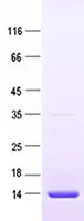 BMP4 (NM_001202) Human Recombinant Protein - image 1