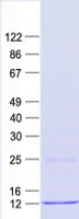 H4C13 (NM_003546) Human Recombinant Protein - image 1