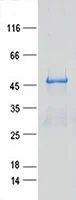 RUNX3 (NM_001031680) Human Recombinant Protein - image 1