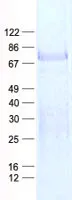 ZNF264 (NM_003417) Human Recombinant Protein - image 1