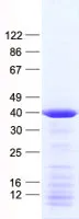 NCF4 (NM_000631) Human Recombinant Protein - image 1