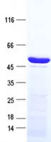 PC1/3 (PCSK1) (NM_001177876) Human Recombinant Protein - image 1