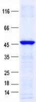 GLI4 (NM_138465) Human Recombinant Protein - image 1
