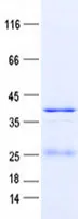 NDUFA9 (NM_005002) Human Recombinant Protein - image 1