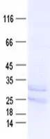 HOXC8 (NM_022658) Human Recombinant Protein - image 1