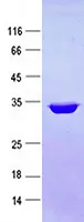 Calretinin (CALB2) (NM_001740) Human Recombinant Protein - image 1