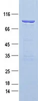 Heparanase 1 (HPSE) (NM_001098540) Human Recombinant Protein - image 1