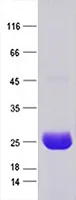 CLCA1 (NM_001285) Human Recombinant Protein - image 1
