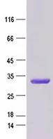 Blot 9 Blomia tropicalis Recombinant Protein - image 1