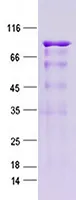 Blot 14 Blomia tropicalis Recombinant Protein - image 1